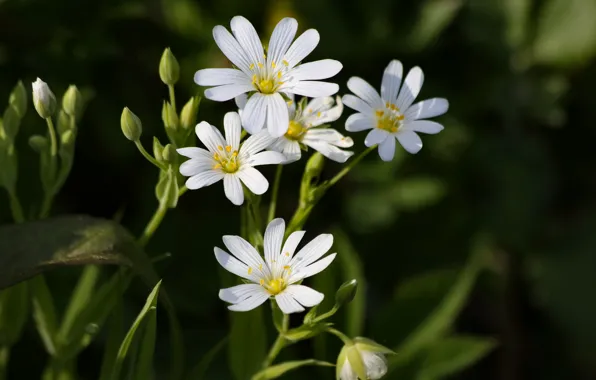 Forest, flowers, nature, primrose, spring