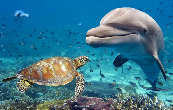 Picture animals, water, fish, Dolphin, turtle