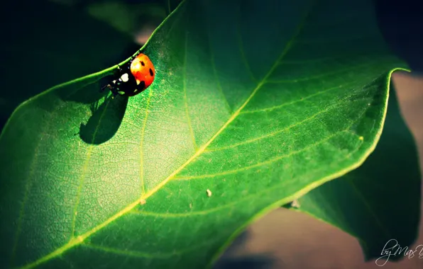 Insects, red, nature, ladybug, Green