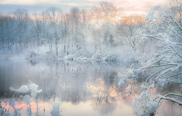 Picture winter, forest, snow, lake, reflection, the evening