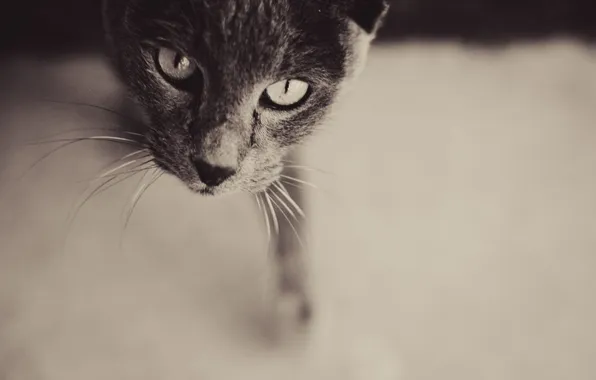 Picture eyes, cat, curiosity