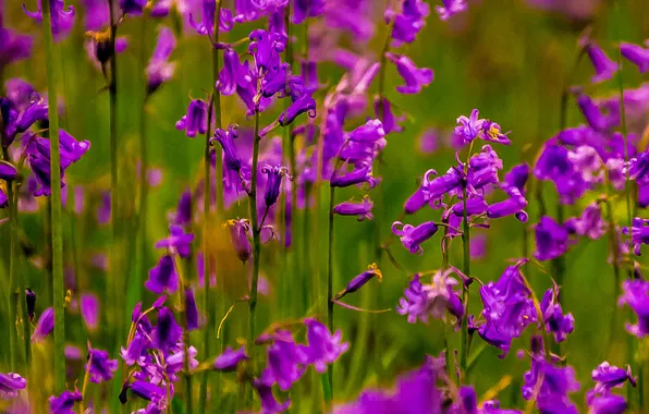 Field, macro, flowers, garden, stem, meadow
