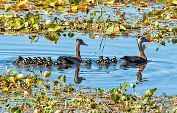Picture FAMILY, LILY, BIRDS, POND, LAKE, DUCKLINGS, DUCK, Water LILIES