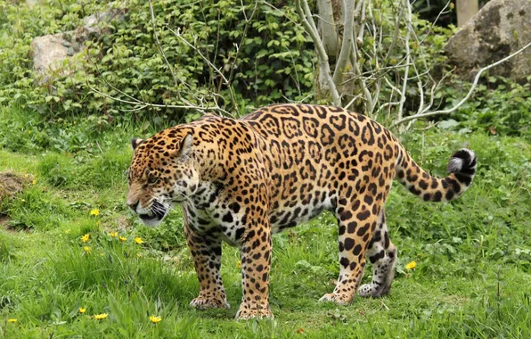 Picture predator, Jaguar, wild cat, roar, angry