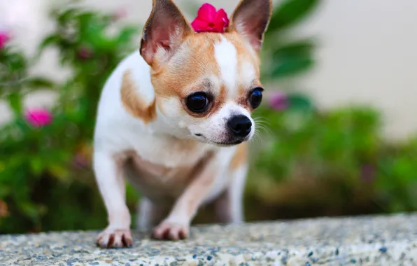 Picture dog, Chihuahua, bokeh, dog