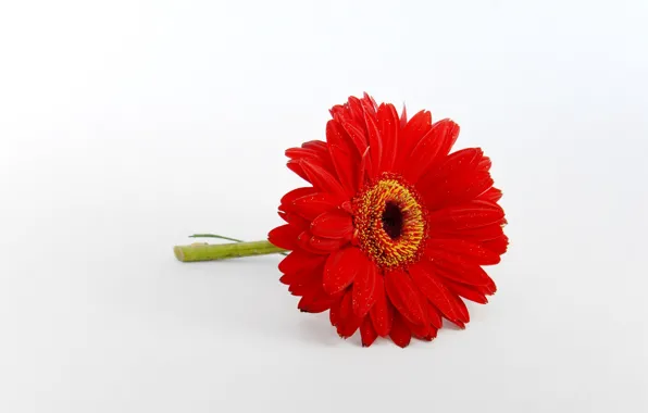 Picture flowers, red, white background, gerbera