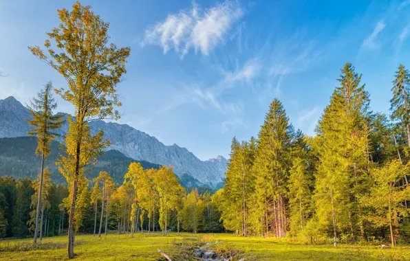 Picture trees, mountains, blue