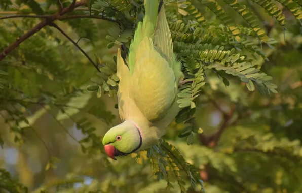 Picture branches, bird, parrot, Indian ringed parrot