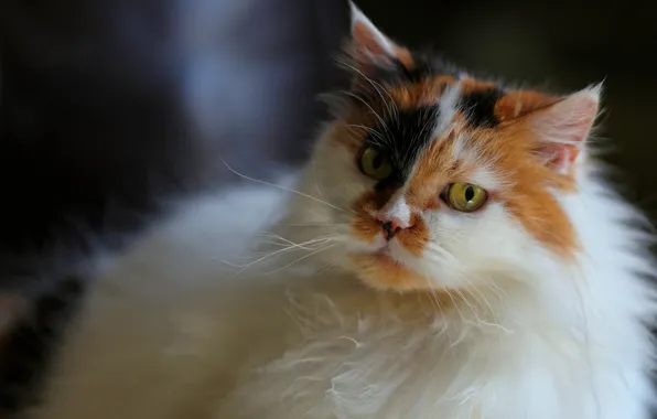 Picture cat, eyes, look, background, portrait, blur, fluffy, muzzle