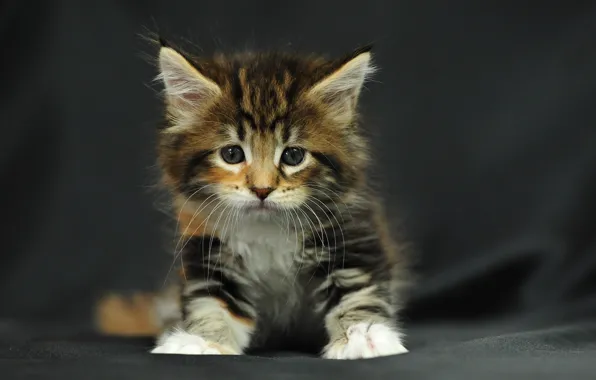 Picture kitty, fluffy, small, sitting, striped, tri-color