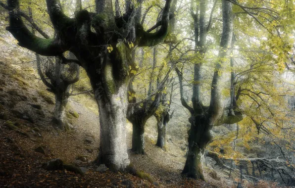 Forest, trees, nature