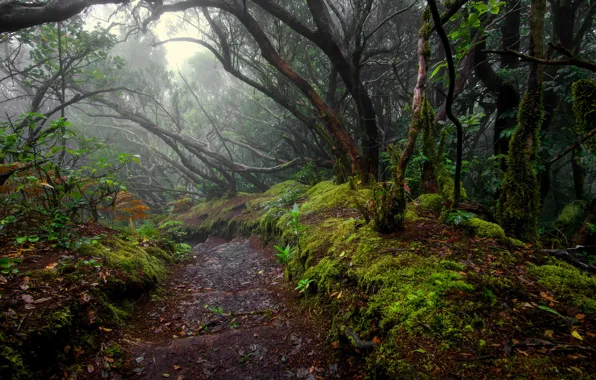 Picture forest, trees, path
