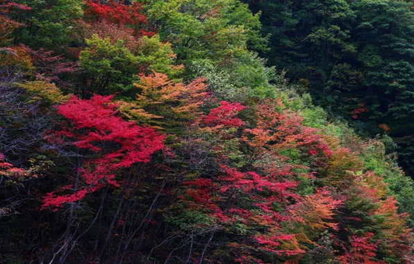 Picture autumn, forest, leaves, trees, the crimson