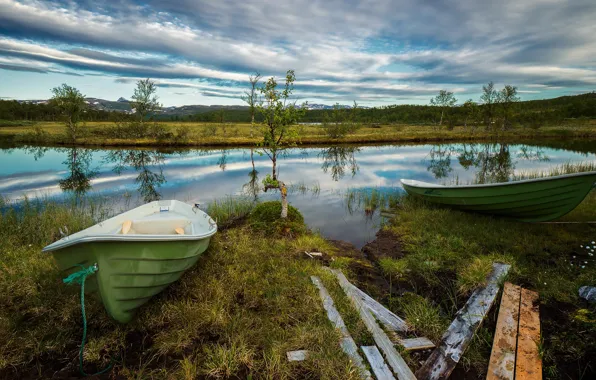 Picture greens, forest, summer, the sky, grass, clouds, trees, green