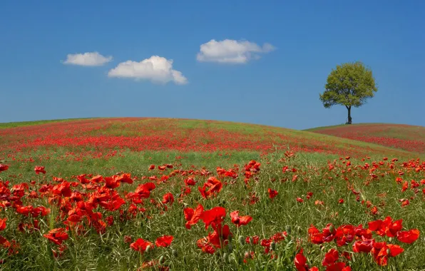Picture field, the sky, trees, flowers, hills, Maki, meadow