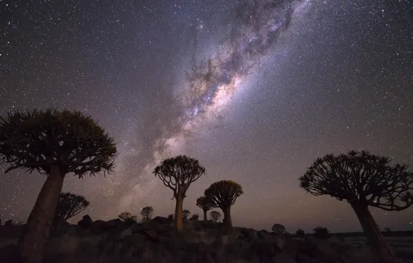 Picture the sky, stars, clouds, trees, night