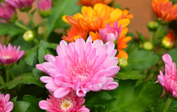 Picture Macro, Pink flower, Pink flower