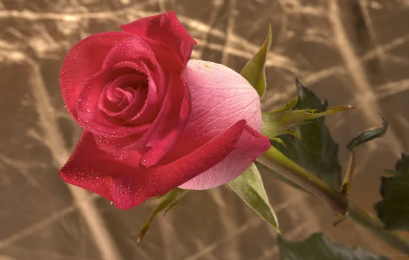 Rosa, Wallpaper, rose, stem, Bud