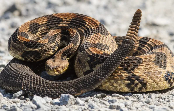 Animal, reptile, SNAKE