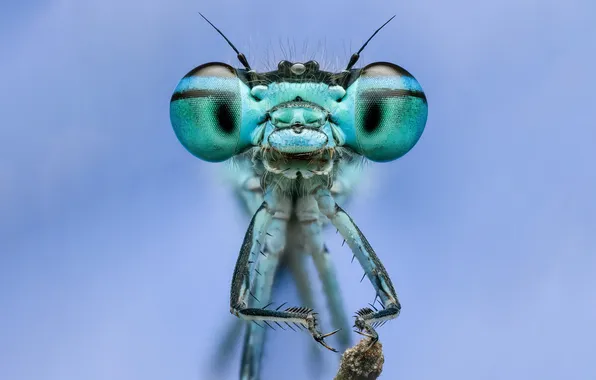 Eyes, macro, dragonfly, blue background, wipe