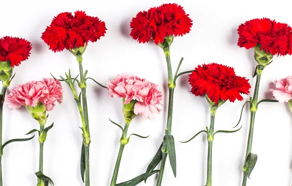 Picture flowers, background, clove