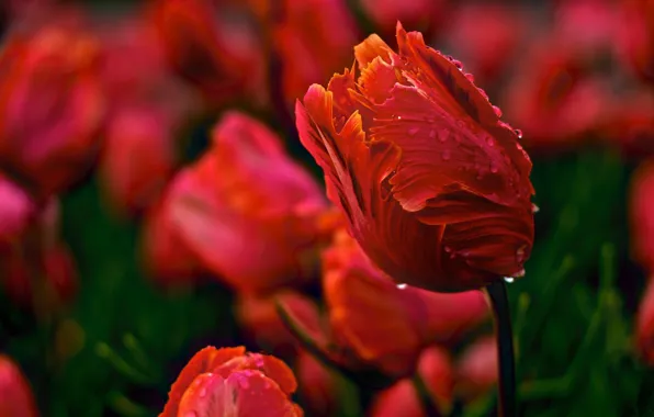 Water, drops, flowers, nature, Rosa, Tulip, spring, petals