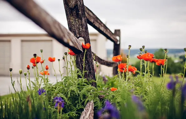Picture summer, flowers, the fence
