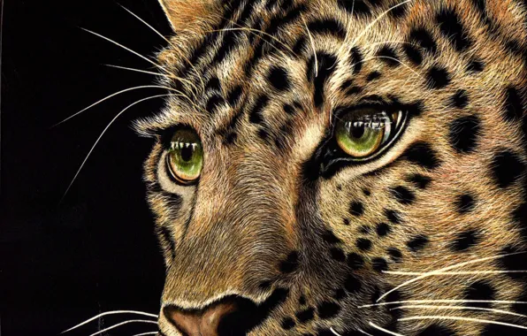 Look, face, animal, predator, leopard, black background, green eyes