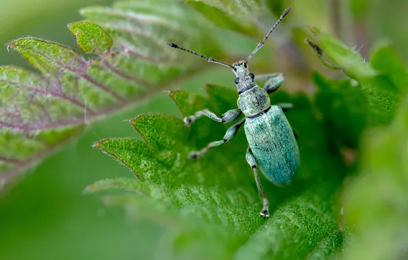 Greens, mustache, leaves, macro, green, background, beetle, blur