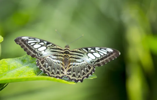 Leaves, microsemi, wings, Butterfly, insect, beautiful, closeup