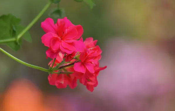Flower, macro, sprig, pink, geranium