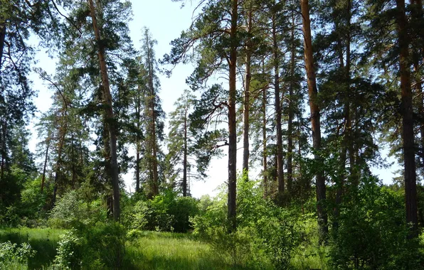 Picture forest, leaves, pine