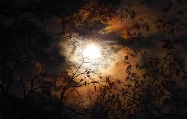 Autumn, leaves, clouds, night, branches, silhouette