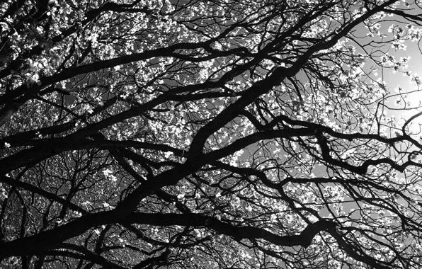 Picture branches, tree, Black and white