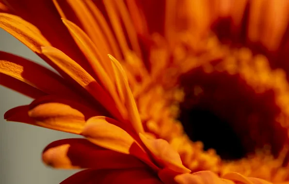 Flower, the sun, orange, petals, gerbera