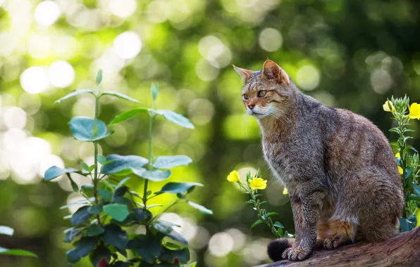 Picture cat, summer, cat, look, face, leaves, light, flowers