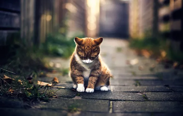 Autumn, cat, bokeh