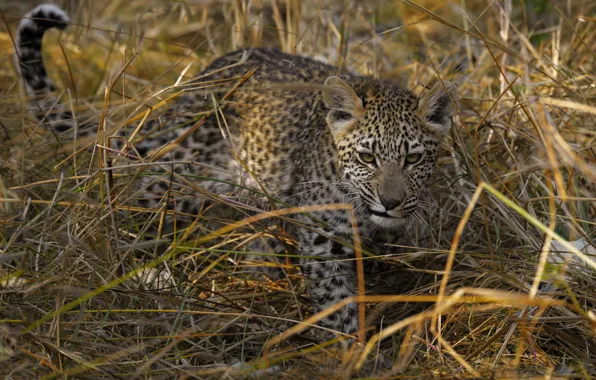 Grass, look, pose, kitty, leopard, straw, face, cub