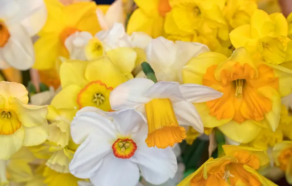 Macro, petals, white, yellow, Daffodils