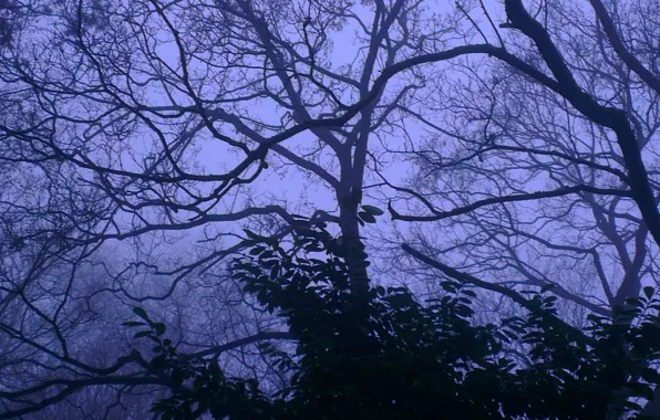 Forest, the sky, trees, nature