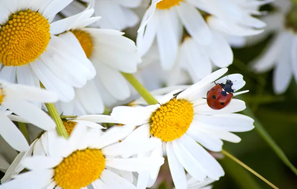 Picture summer, macro, ladybug, chamomile, petals, insect
