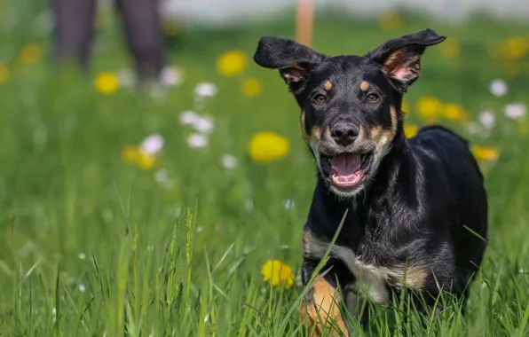 Picture grass, background, each, widescreen, Wallpaper, dog, mouth, wallpaper