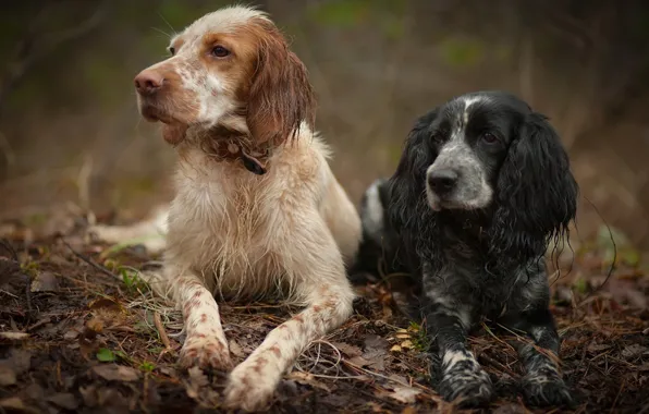Picture forest, pair, Dogs, Spaniel, the English setter, rest