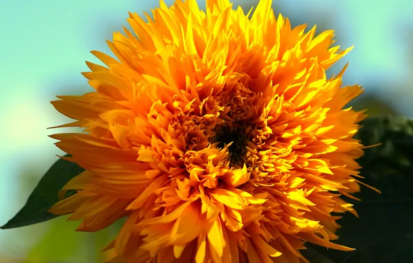 Flower, macro, orange, bright, sunflower, petals, lush, decorative