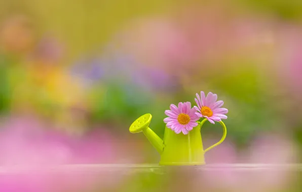 Flowers, lake, pink
