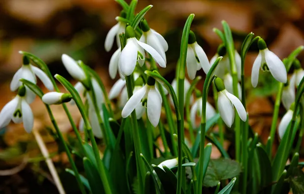 Leaves, flowers, spring, snowdrops, white, bokeh, Bush