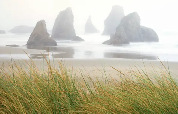 Sea, grass, rocks, Fog