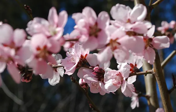 Cherry, blooms, inflorescence