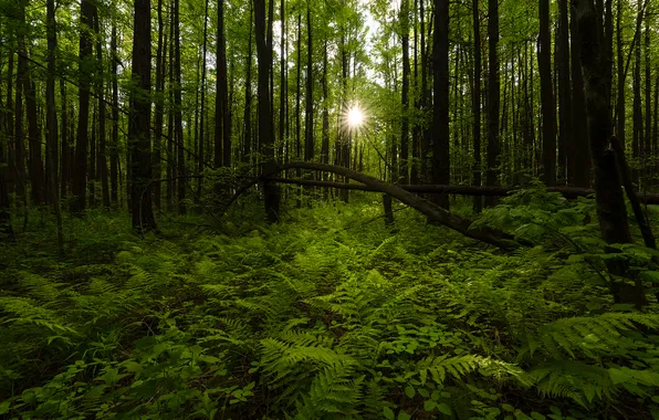 Forest, trees, thicket, fern, sunlight, Vitaly Streltsov