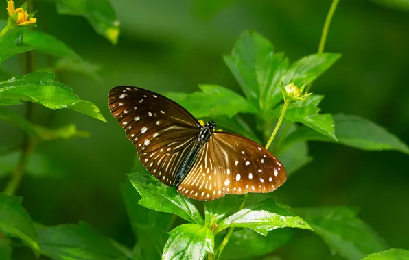 Leaves, microsemi, wings, Butterfly, insect, beautiful, closeup